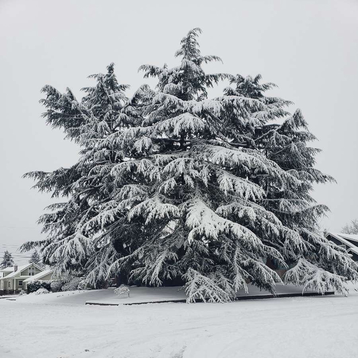 Snow covered tree in Tacoma Washington